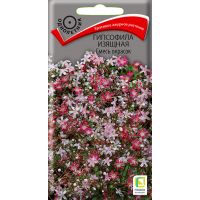 Семена Поиск Гипсофила Изящная 0,2г смесь окрасок