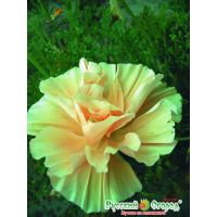 Семена РУССКИЙ ОГОРОД Эшшольция Мадам Клико 0,1г  703625