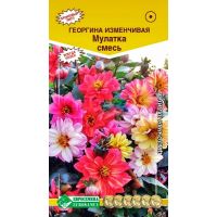 Семена Евросемена Георгина изменчивая Мулатка 20шт смесь