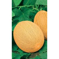 Семена Уральский Дачник Дыня Ананас 10шт