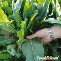 Семена РУССКИЙ ОГОРОД Щавель Русский размер 1г