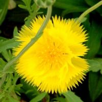 Семена Дом Семян Амбербоа (василек мускатный) Султан желтый 40шт