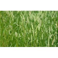 Тимофеевка луговая 500гр