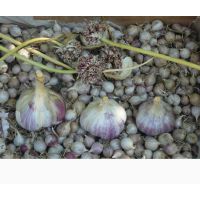 Чеснок озимый Любаша 0,5кг