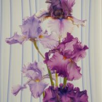 Панель ПВХ ИРИС 1-349 2,7х0,25х0,007мм(рисунок)