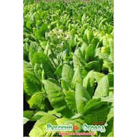 Семена РУССКИЙ ОГОРОД Табак Вирджиния 202 0,01г