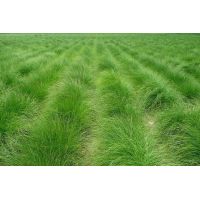 Овсяница луговая 500гр