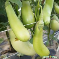 Семена РУССКИЙ ОГОРОД Баклажан Зелененький 30шт