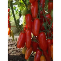 Семена Аэлита Томат Дрова 20шт