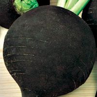 Семена АСТ Редька Ночка 1г