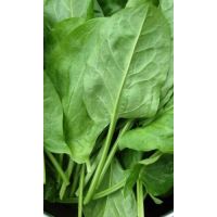 Семена АСТ Щавель Крупнолистный 1г