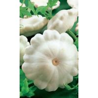 Семена АСТ Патиссон Белые 13 10шт