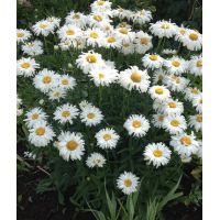 Семена АСТ Нивяник Крейзи Дейзи 0,1г