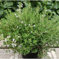 Семена АСТ Тимьян душистый Оранжело 10шт