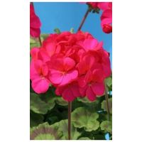 Семена АСТ Пеларгония зональная Ева F1 5шт