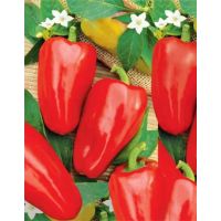 Семена АСТ Перец сладкий Казачок 20шт
