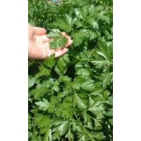 Семена АСТ Петрушка листовая Итальянский гигант 3г