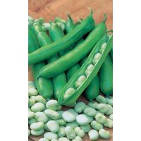 Семена АСТ Бобы Русские черные 10шт