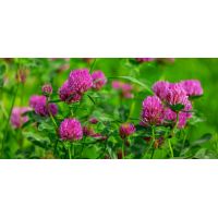 Клевер красный луговой  0,5кг