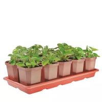 Набор для рассады АЛЬТЕРНАТИВА 410х170х90  47573