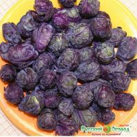 Семена РУССКИЙ ОГОРОД Капуста брюссельская Изабелла 0,3г