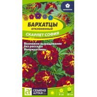 Семена Алтая Бархатцы отклоненные Скарлет София 0,2г