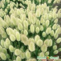 Семена Русский Огород Декоротивные злаки Зайцехвост 0,1г