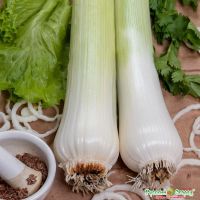 Семена РУССКИЙ ОГОРОД Лук порей Русский размер 50шт  777602