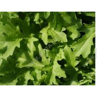 Семена АСТ Индау (рукола) Пронто 1г