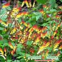 Семена РУССКИЙ ОГОРОД Мина Экзотика любви 10шт  733045