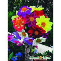 Семена РУССКИЙ ОГОРОД Георгина Веселые ребята смесь 0,3г  702540