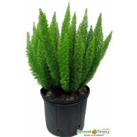 Семена РУССКИЙ ОГОРОД Аспарагус Мейера 3шт