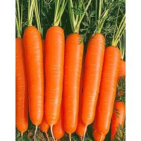 Семена АСТ Морковь Ярославна 2г