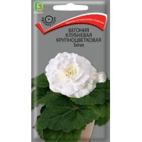 Семена Поиск Бегония Белая 5шт
