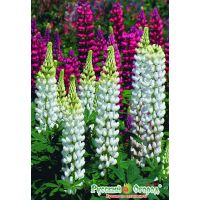 Семена РУССКИЙ ОГОРОД Люпин Белый Рыцарь 0,7г  702964