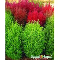 Семена РУССКИЙ ОГОРОД Кохия Летний Кипр 0,3г  702732