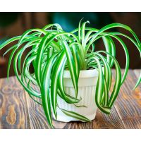 Хлорофитум