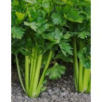 Семена АСТ Сельдерей черешковый Атлант 0,25г