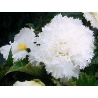 Многолетник Бегония Фимбриата Вайт 2шт/уп