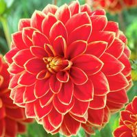 Многолетник Георгина декоративная Максим 1шт/уп