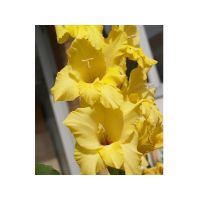 Многолетник Гладиолус НОВА ЛЮКС 5шт