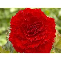 Многолетник Бегония Фимбриата Рэд 2шт/уп