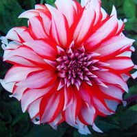 Многолетник Георгина декоративная Долли Эйч 1шт