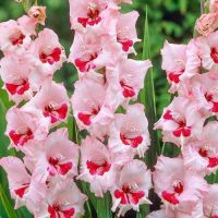 Многолетник Гладиолус Вайн энд Роузес 5шт/уп