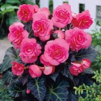 Многолетник Бегония Дабл Пинк 2шт/уп