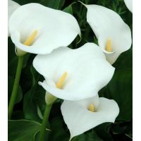 Многолетник КАЛЛА Вайт 1шт 71996
