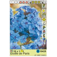 Многолетник Флокс Этуаль де Пари 1шт.