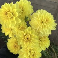 Многолетник Георгина декоративная Американ Сан 1шт/уп