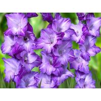 Многолетник Гладиолус Блю Исл 5шт/уп
