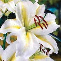 Многолетник Лилия Тайм Аут 2шт/уп